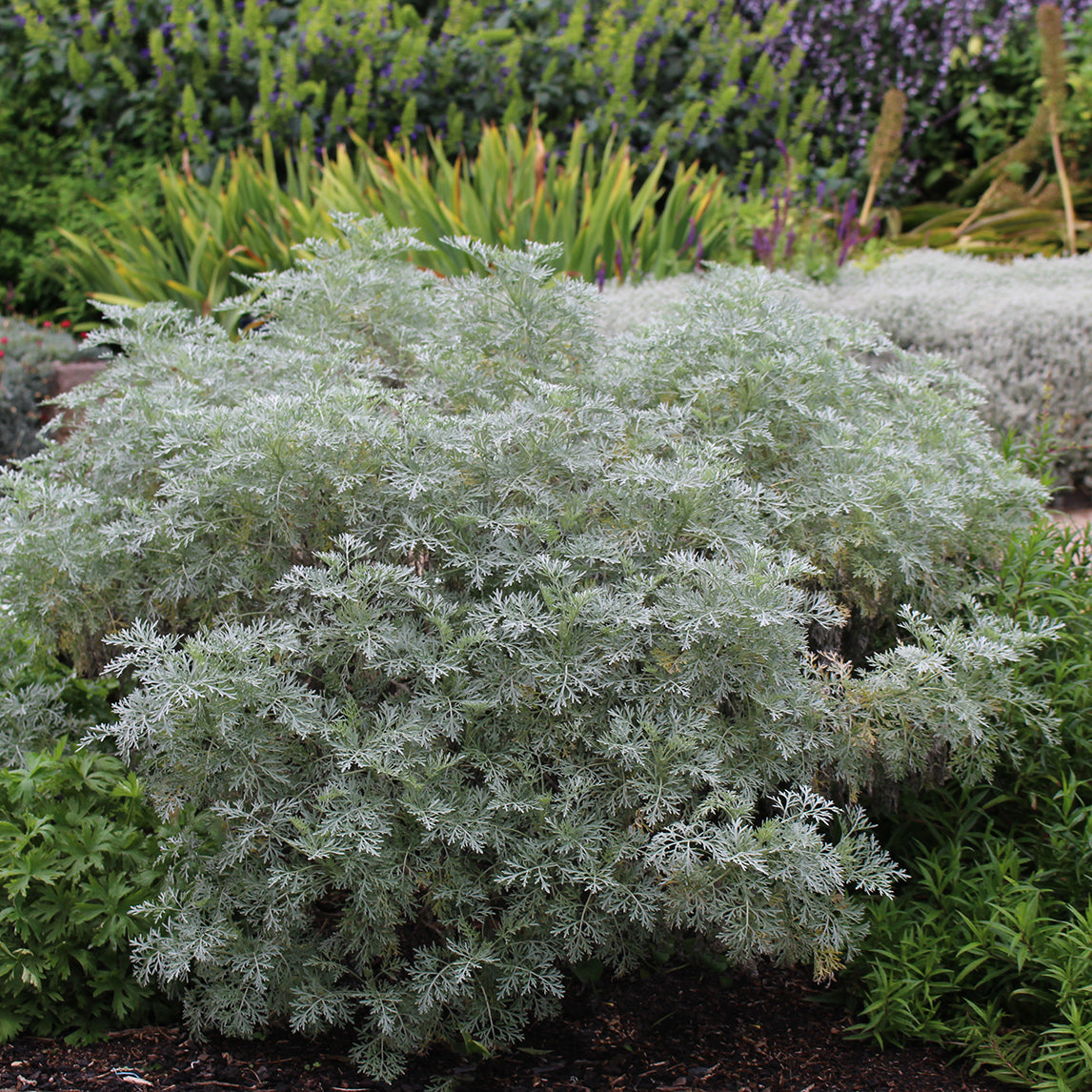 Wormwood 'Powis Castle'