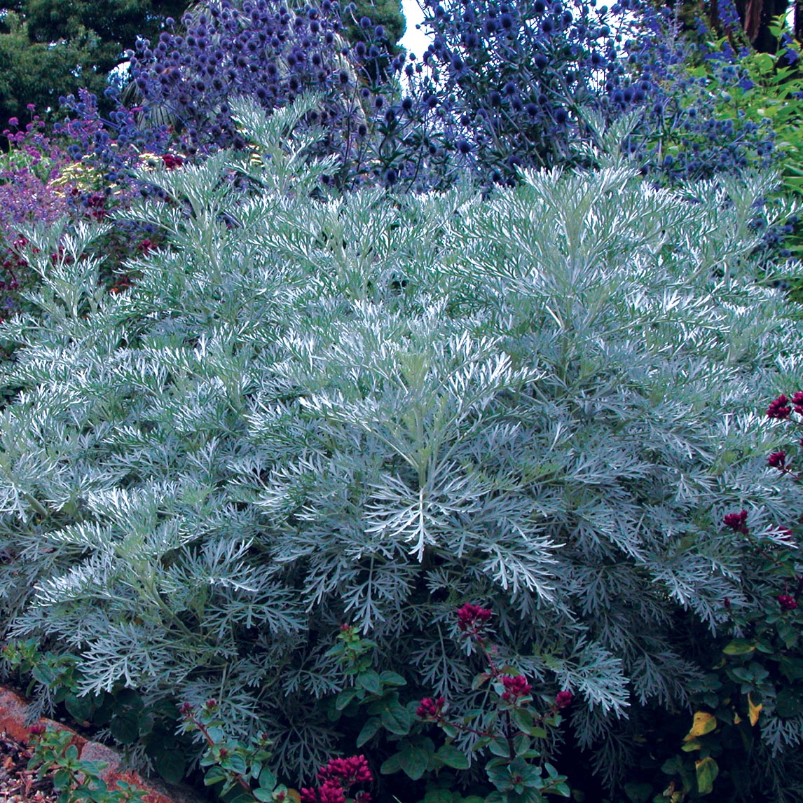 Wormwood 'Powis Castle'