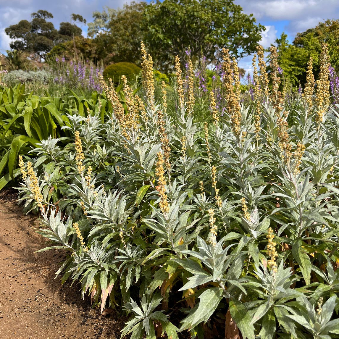 Wormwood 'Valerie Finnis'