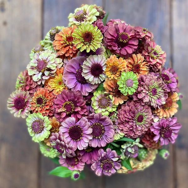THE ZINNIA MINAUDIERE- NATURAL/CLOUD