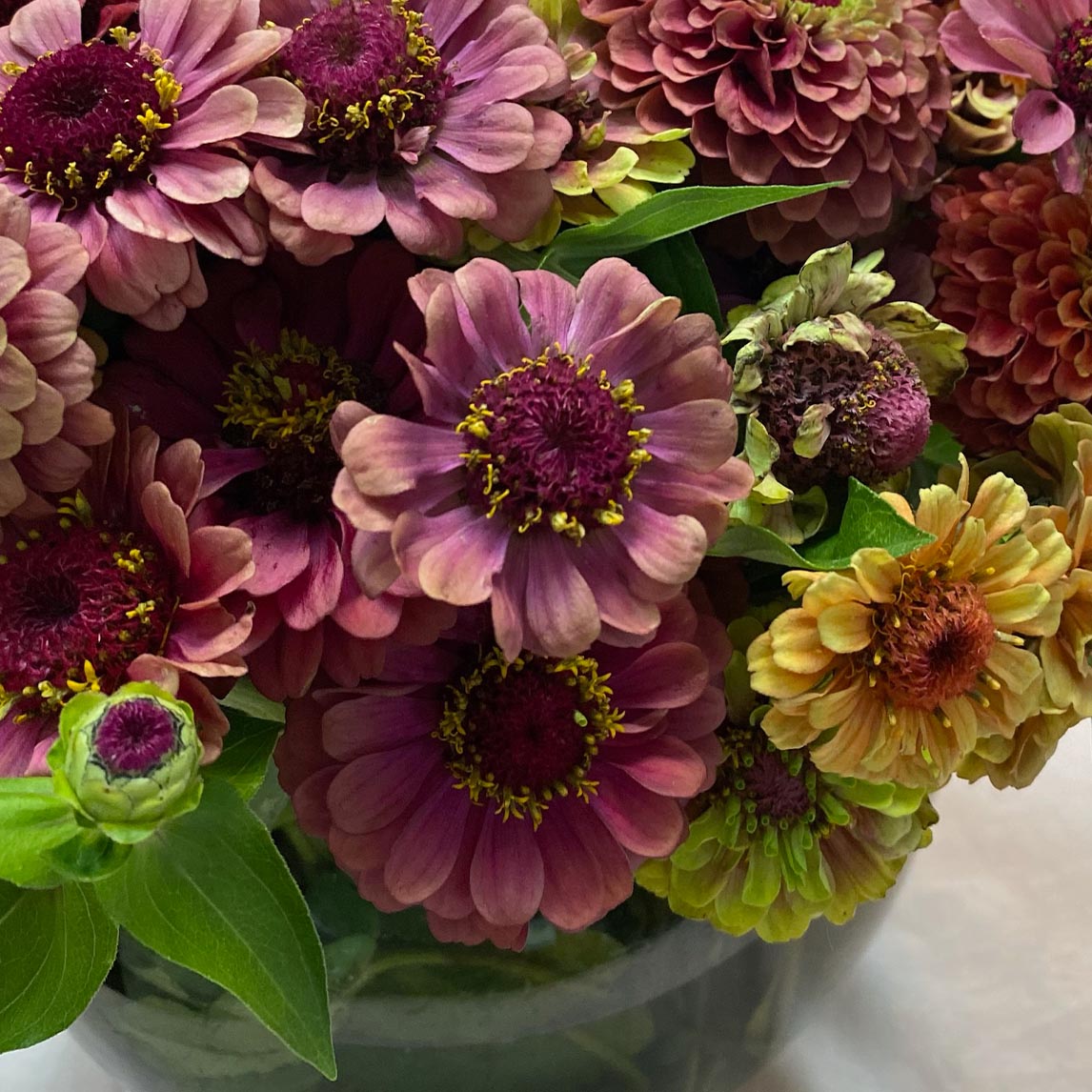 Zinnia Autumn Sky Mix