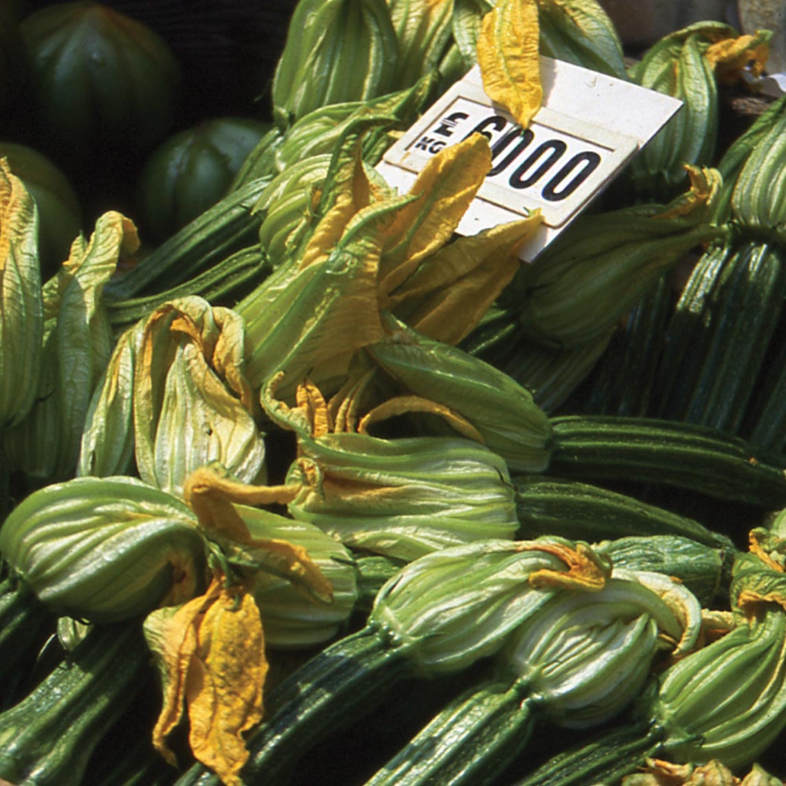 Zucchini 'Black Beauty' (Organic)