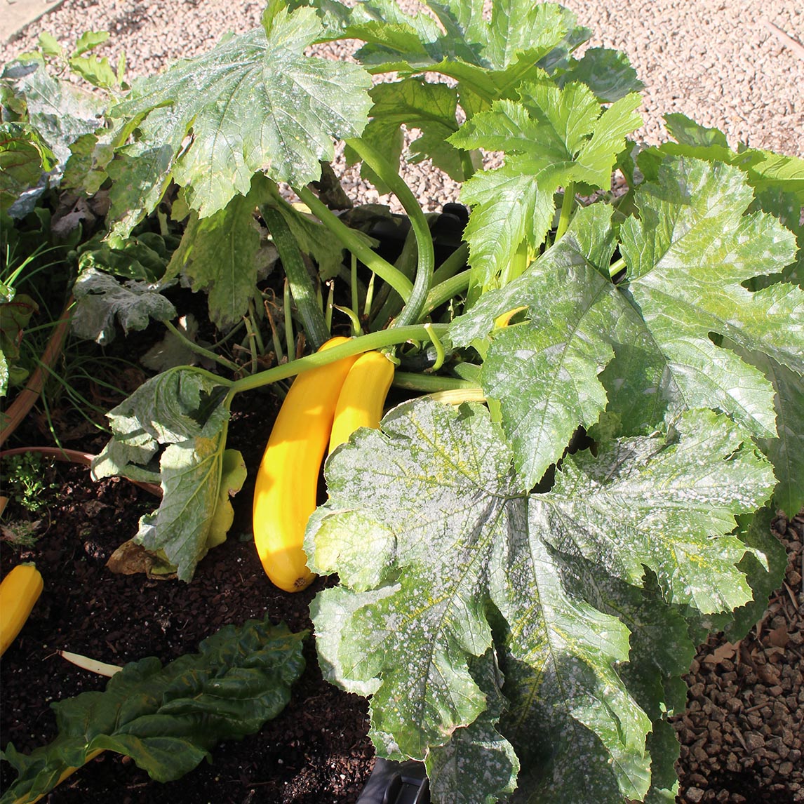 Zucchini 'Golden'