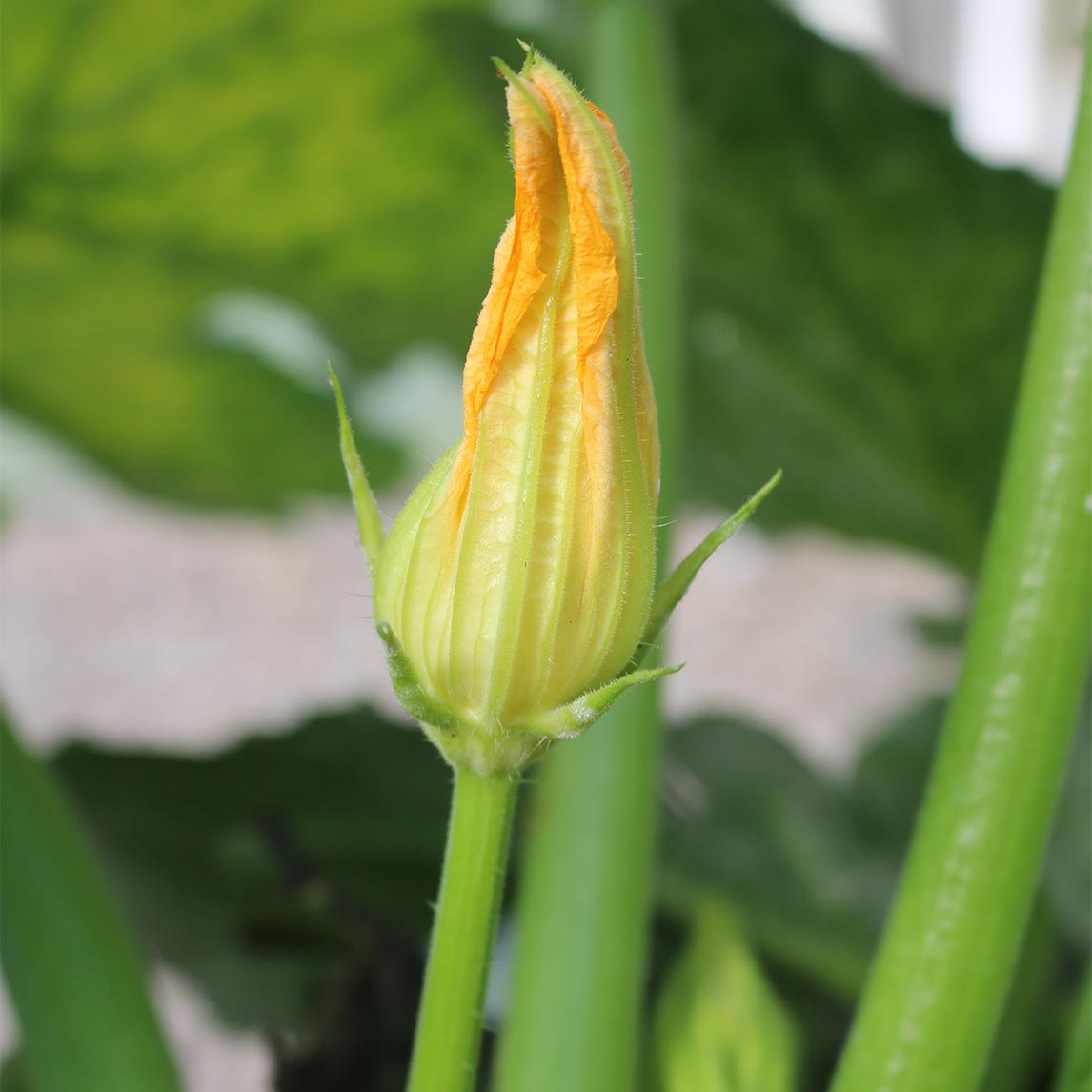 Zucchini 'Golden'