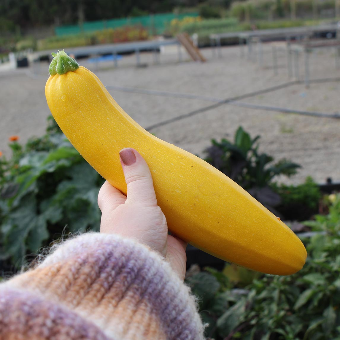 Zucchini 'Golden'