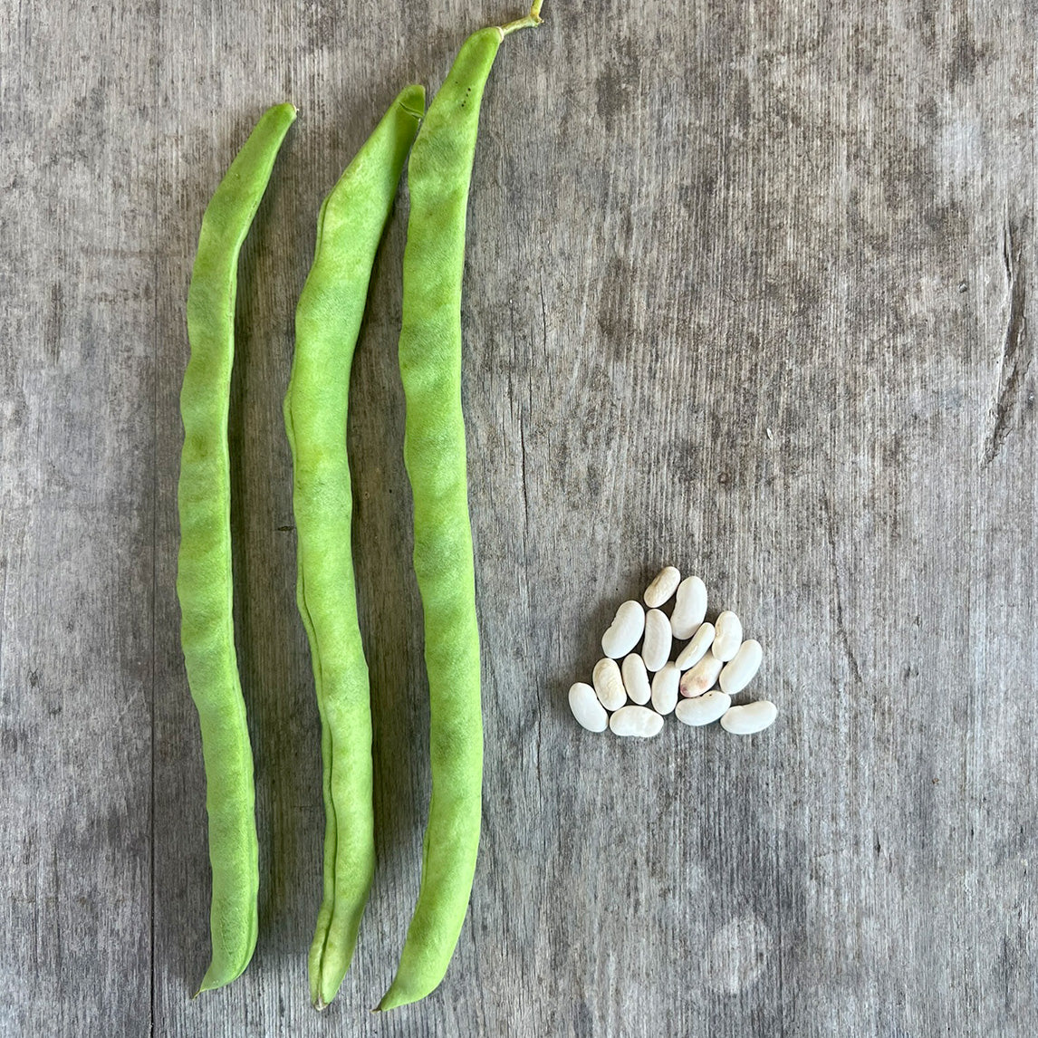 Bean 'Giant Of Stuttgart' (Organic)