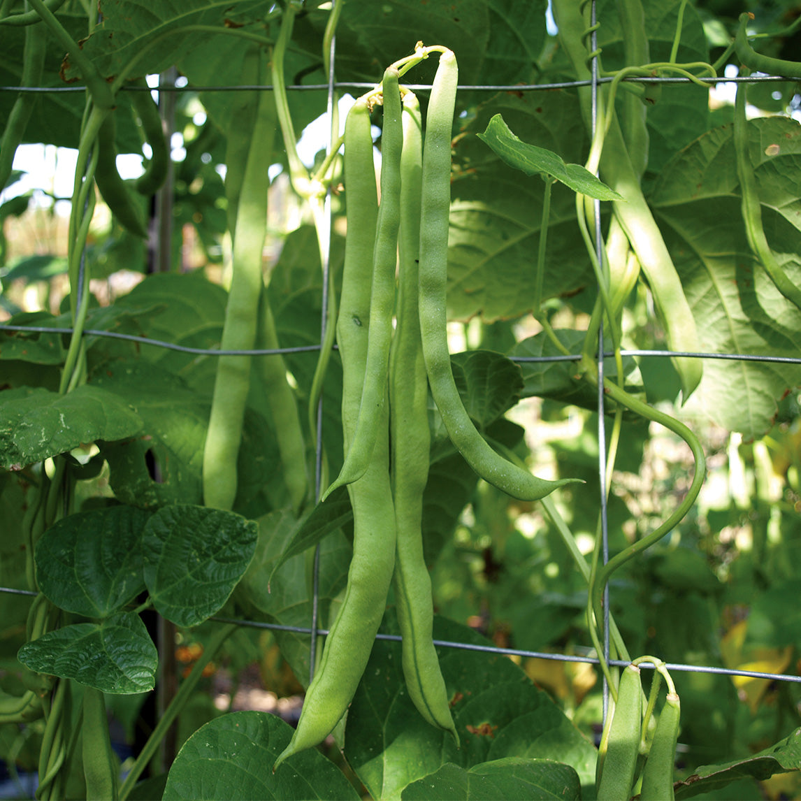 Bean 'Giant Of Stuttgart' (Organic)