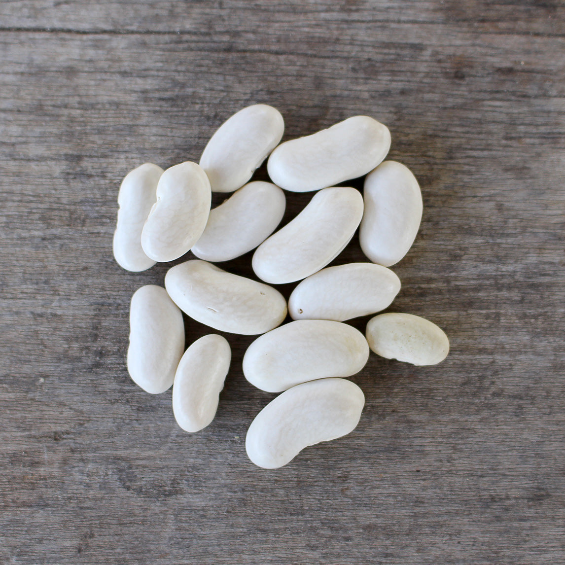 Bean 'Giant Of Stuttgart' (Organic)