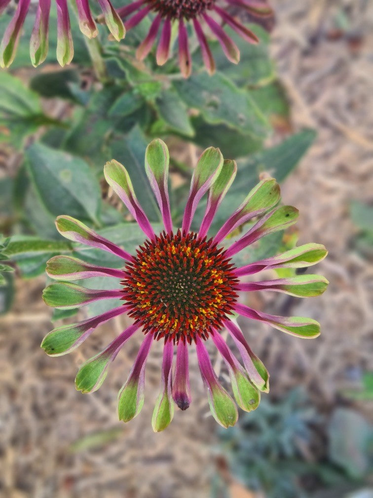 Echinacea 'Green Twister'