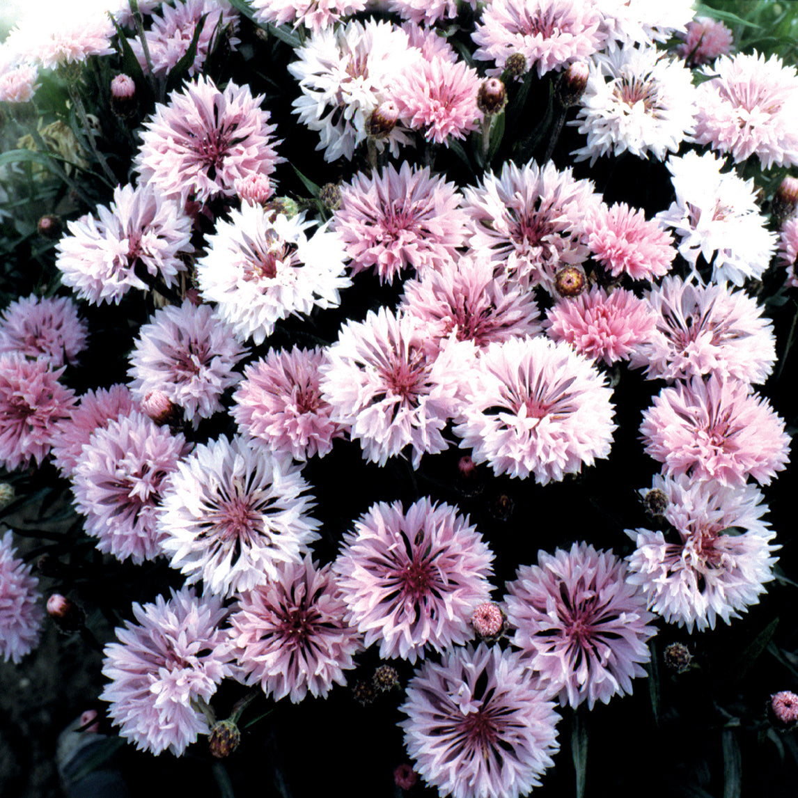 Cornflowers Pink King