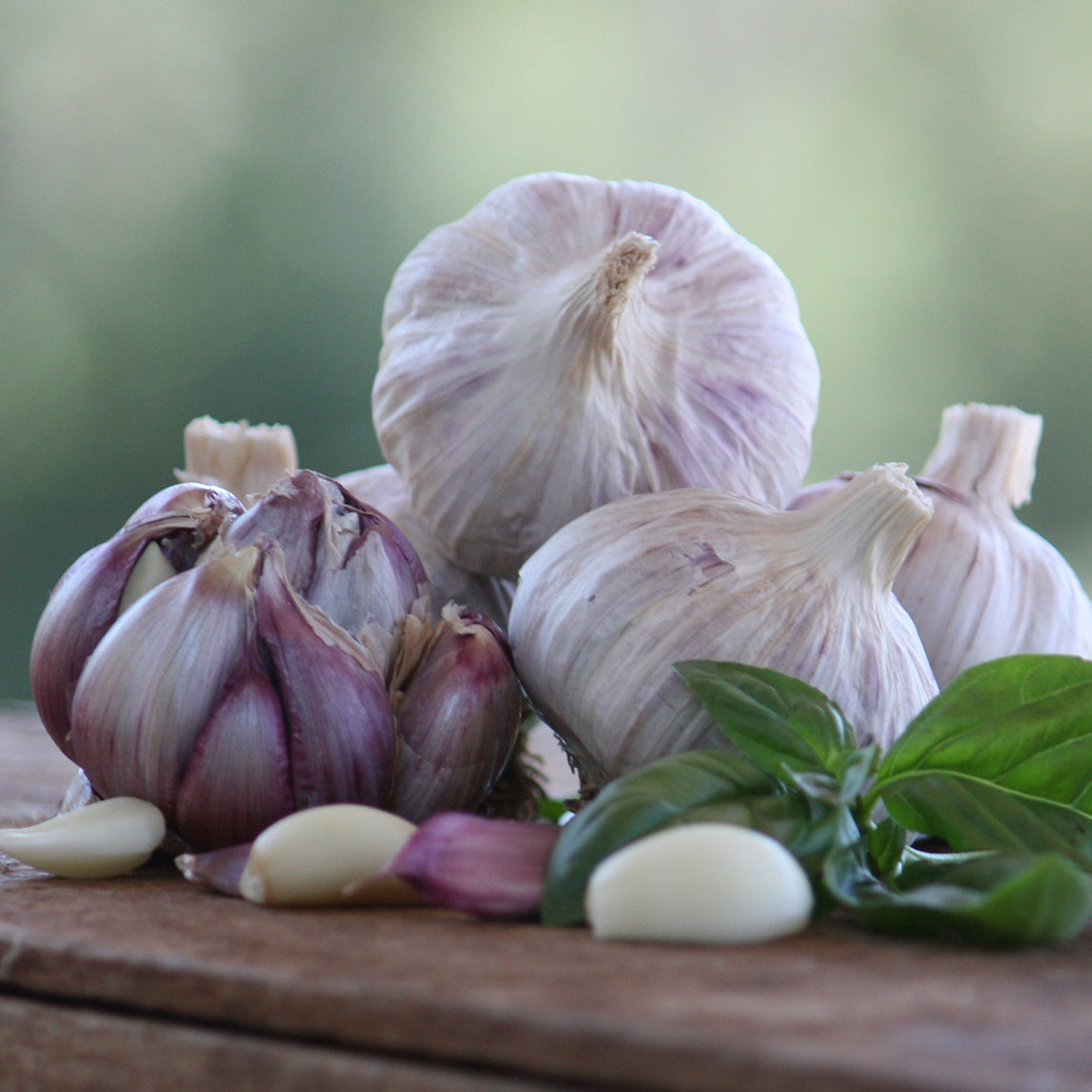 Garlic 'Dynamite Purple' (2 Heads)