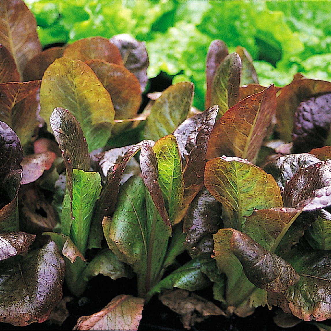 Lettuce Rouge Dhiver