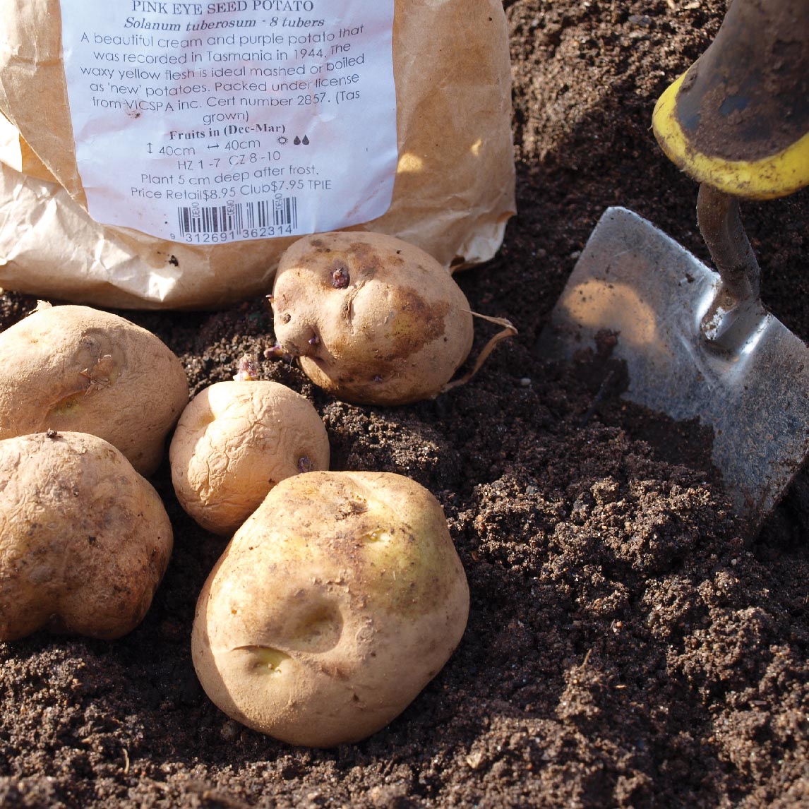 Long Harvest Potato Collection