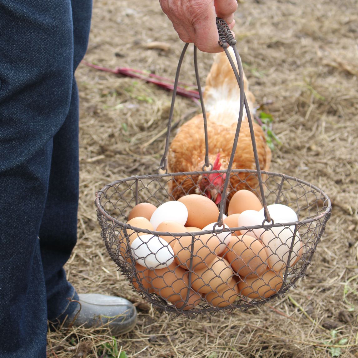 Rounded Metal Basket - various sizes