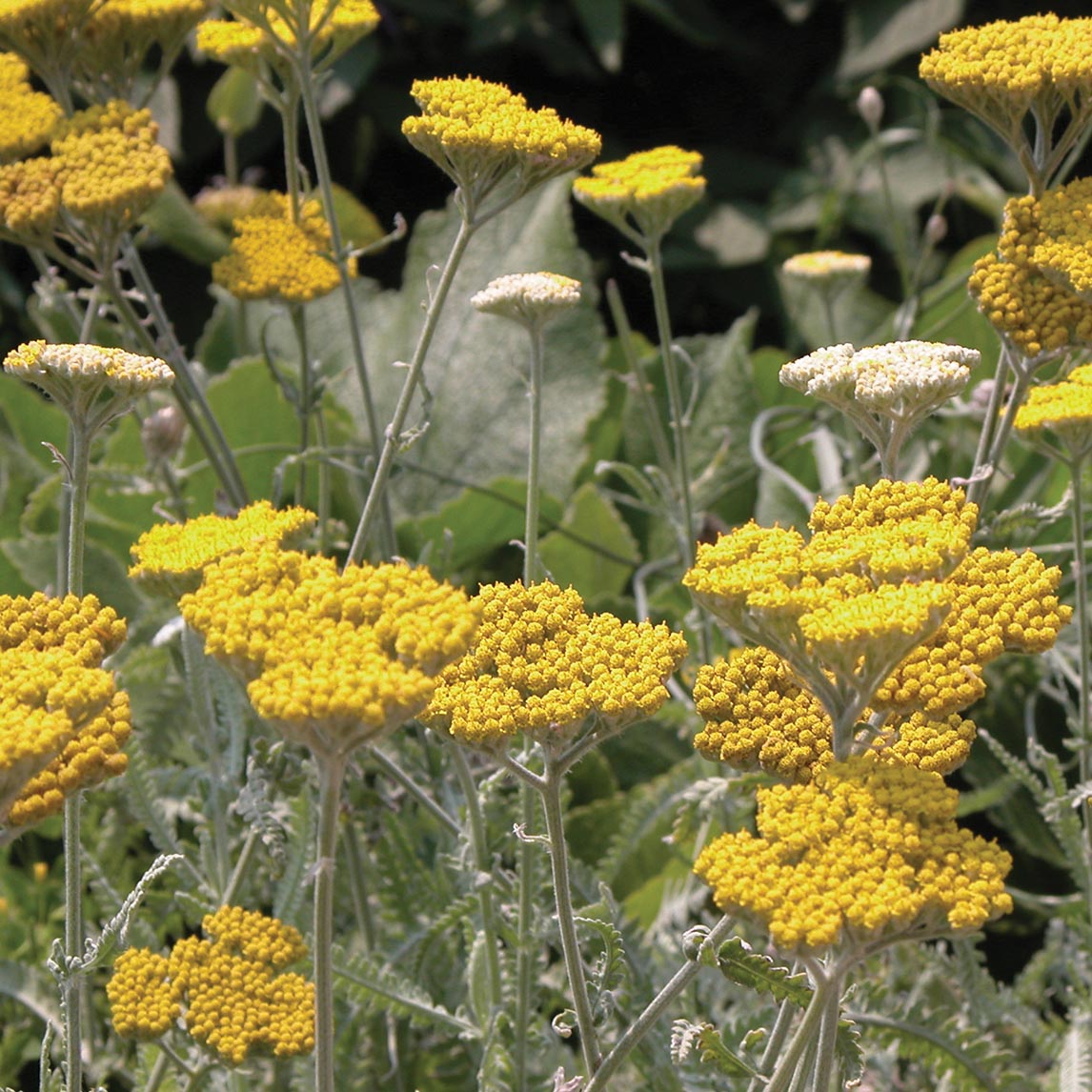 Achillea clypeolata