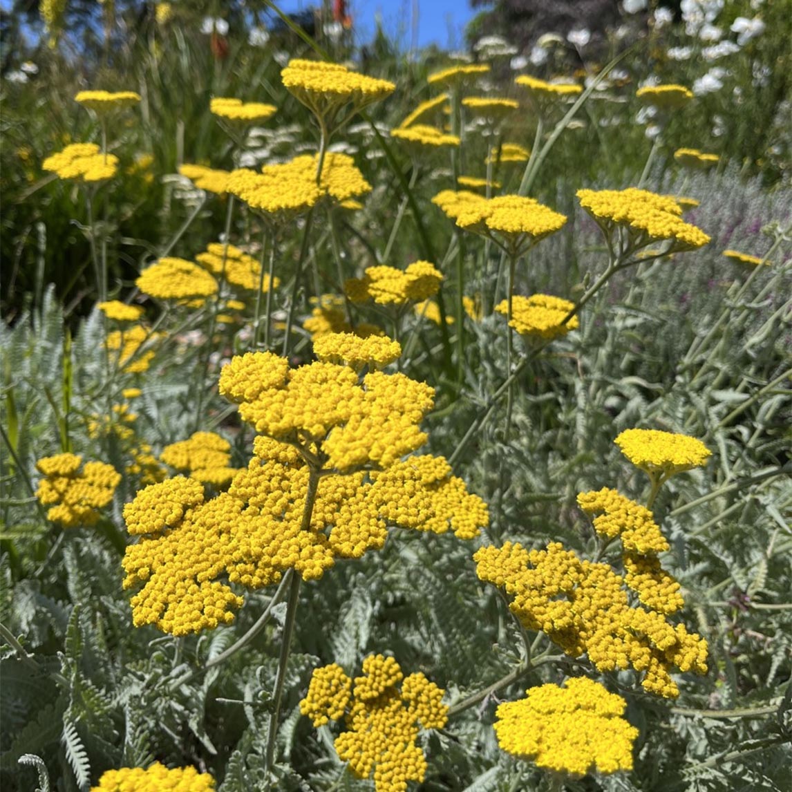 Achillea clypeolata