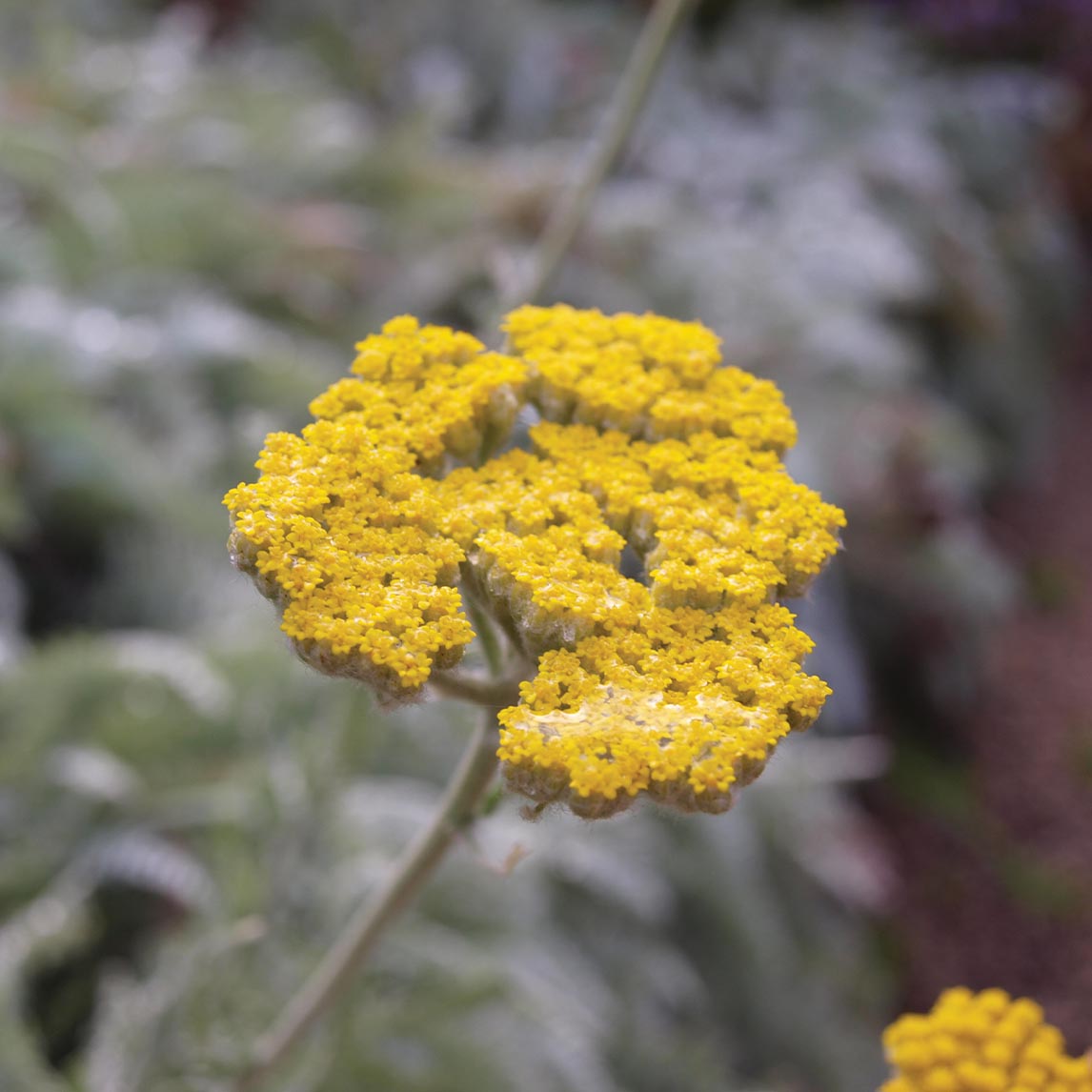 Achillea clypeolata