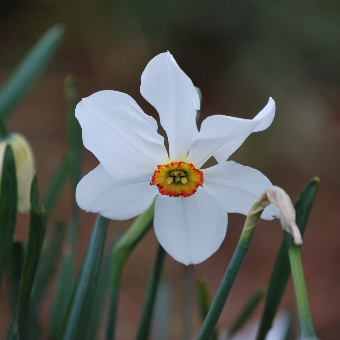 Pheasant's Eye Daffodil