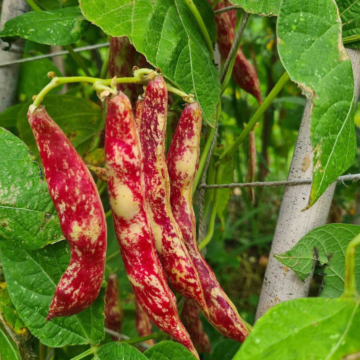 Bean 'Speckled Cranberry' (Organic)