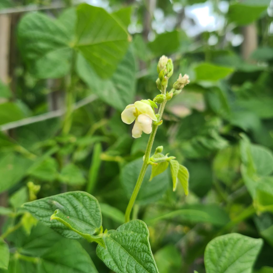Bean 'Speckled Cranberry' (Organic)