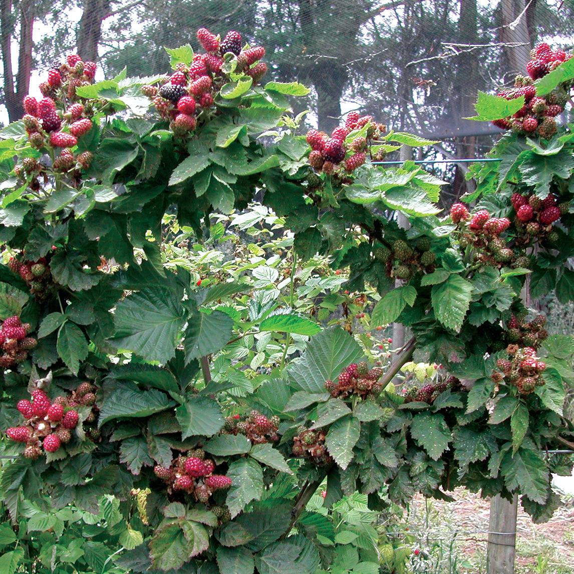 Blackberry 'Waldo'