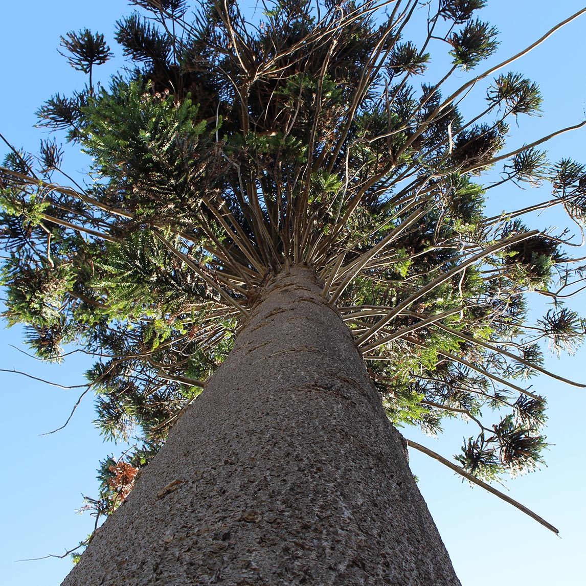 Bunya Pine