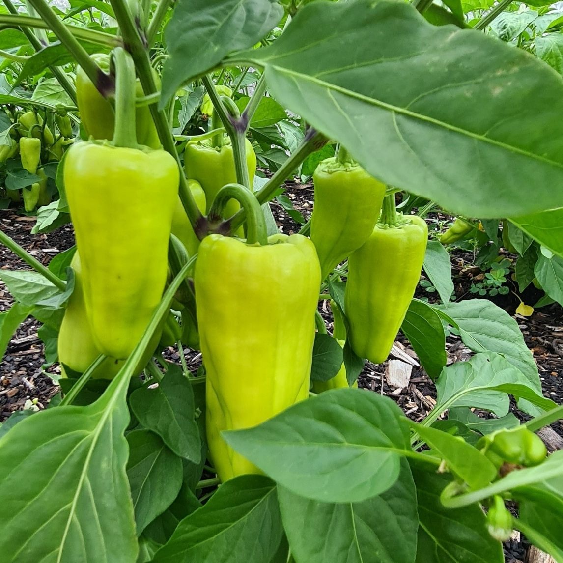 Capsicum 'Cubanelle' (Organic)