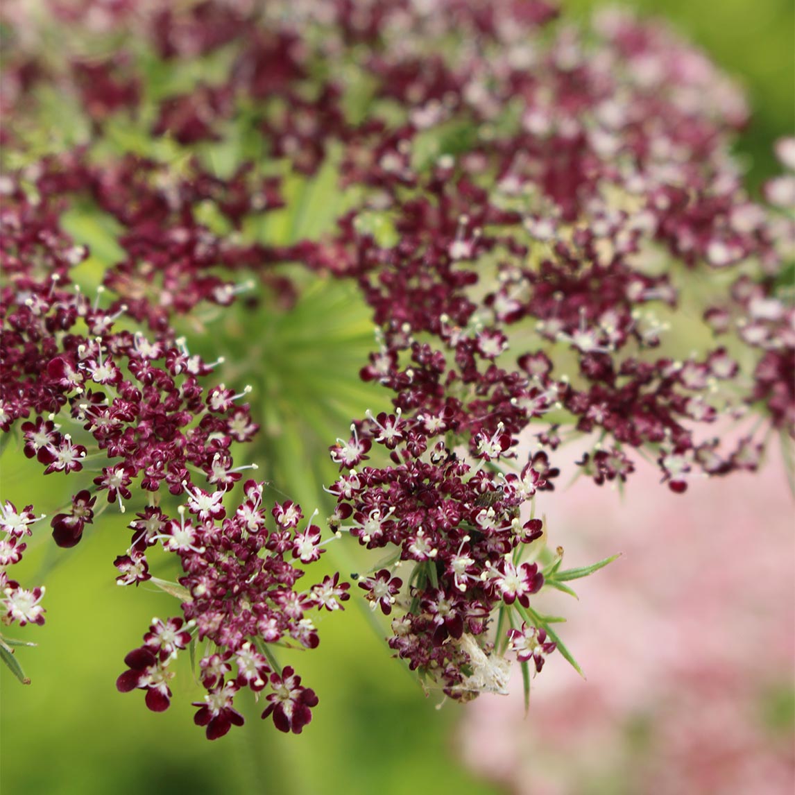 Chocolate Queen Anne's Lace