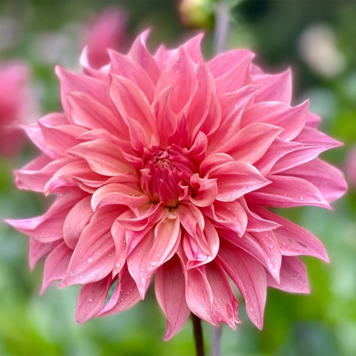 Dahlia 'Carlos Watermelon'