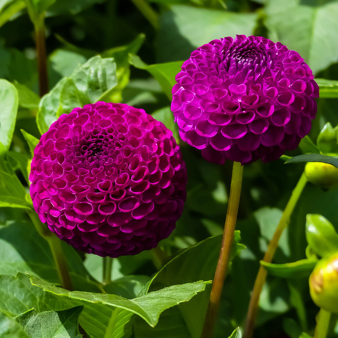 Dahlia 'Moor Place'