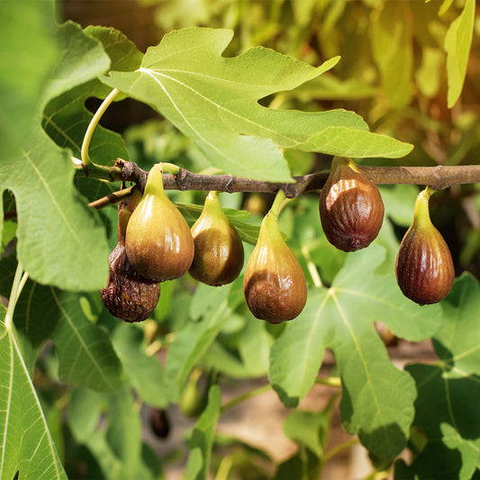 Fig 'De L'Archipel'