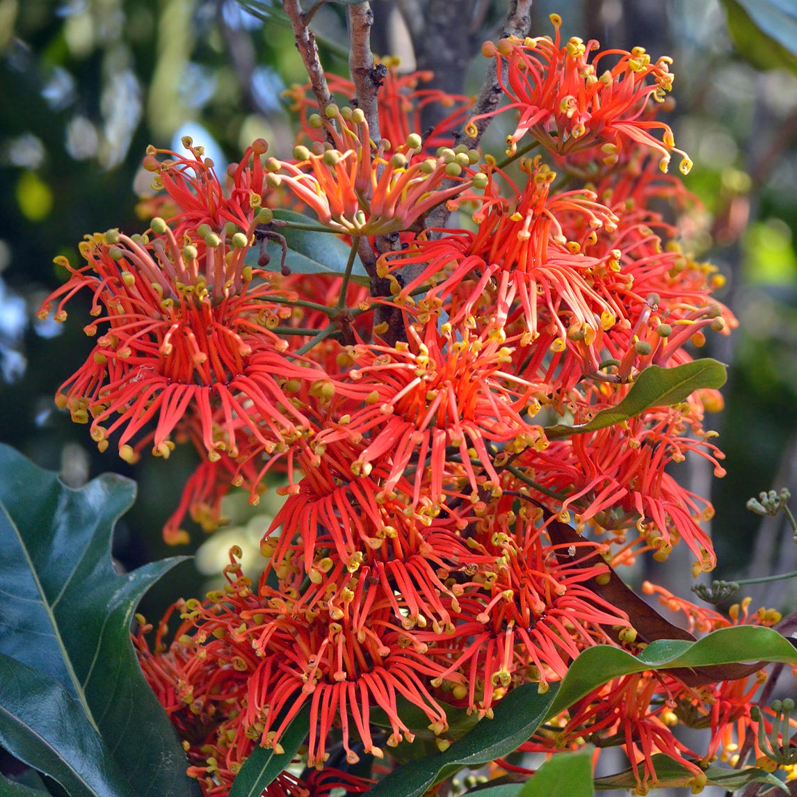 Firewheel Tree