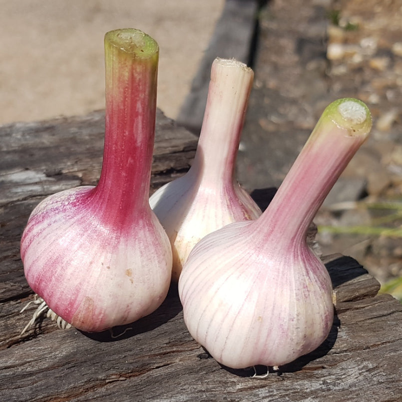 Garlic - Festival (2 Heads)