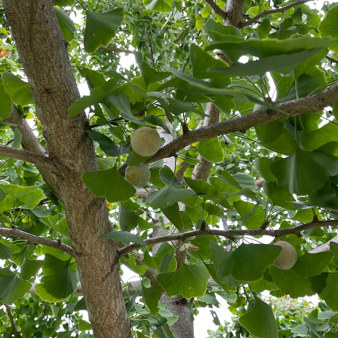 Ginkgo