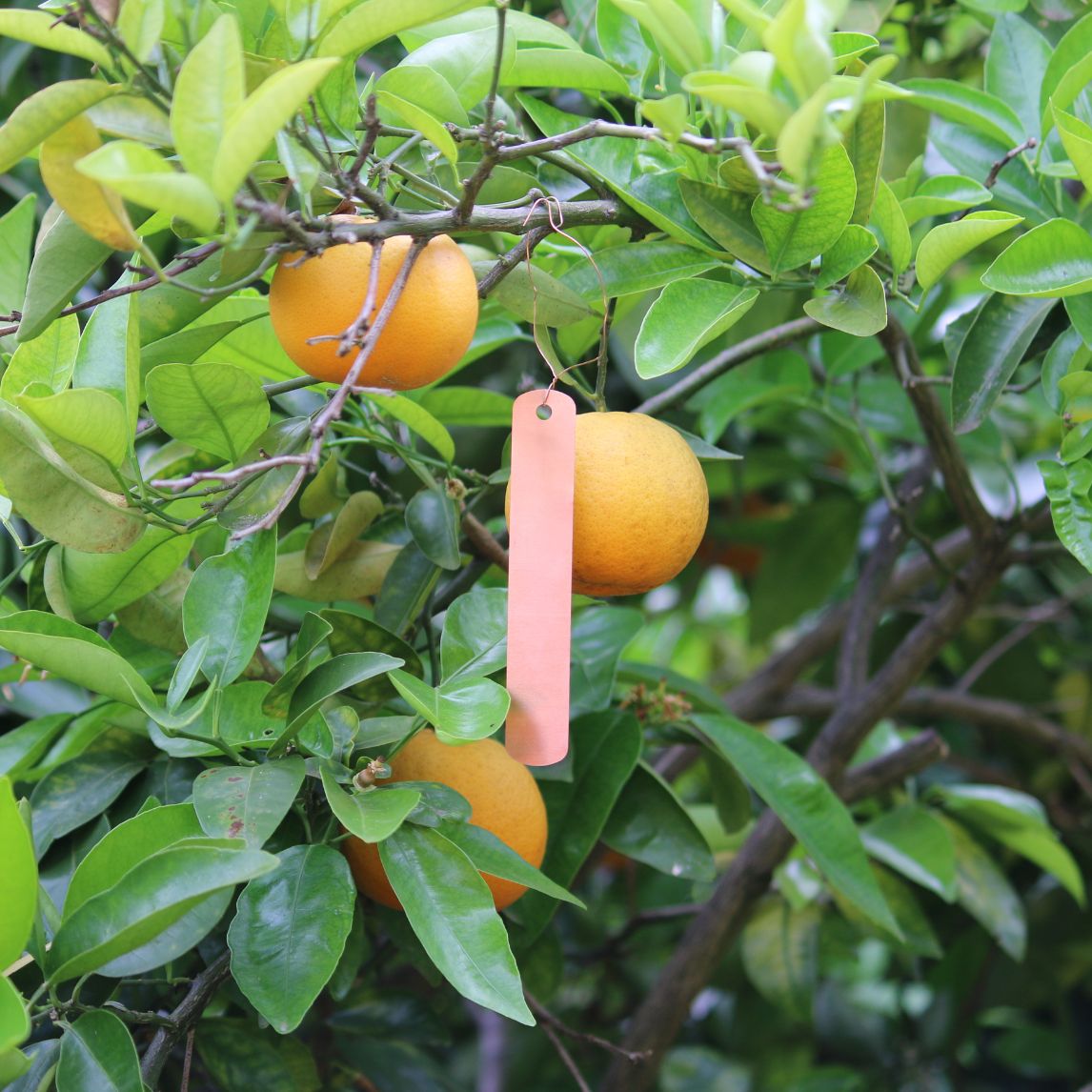 Copper Hanging Plant Label