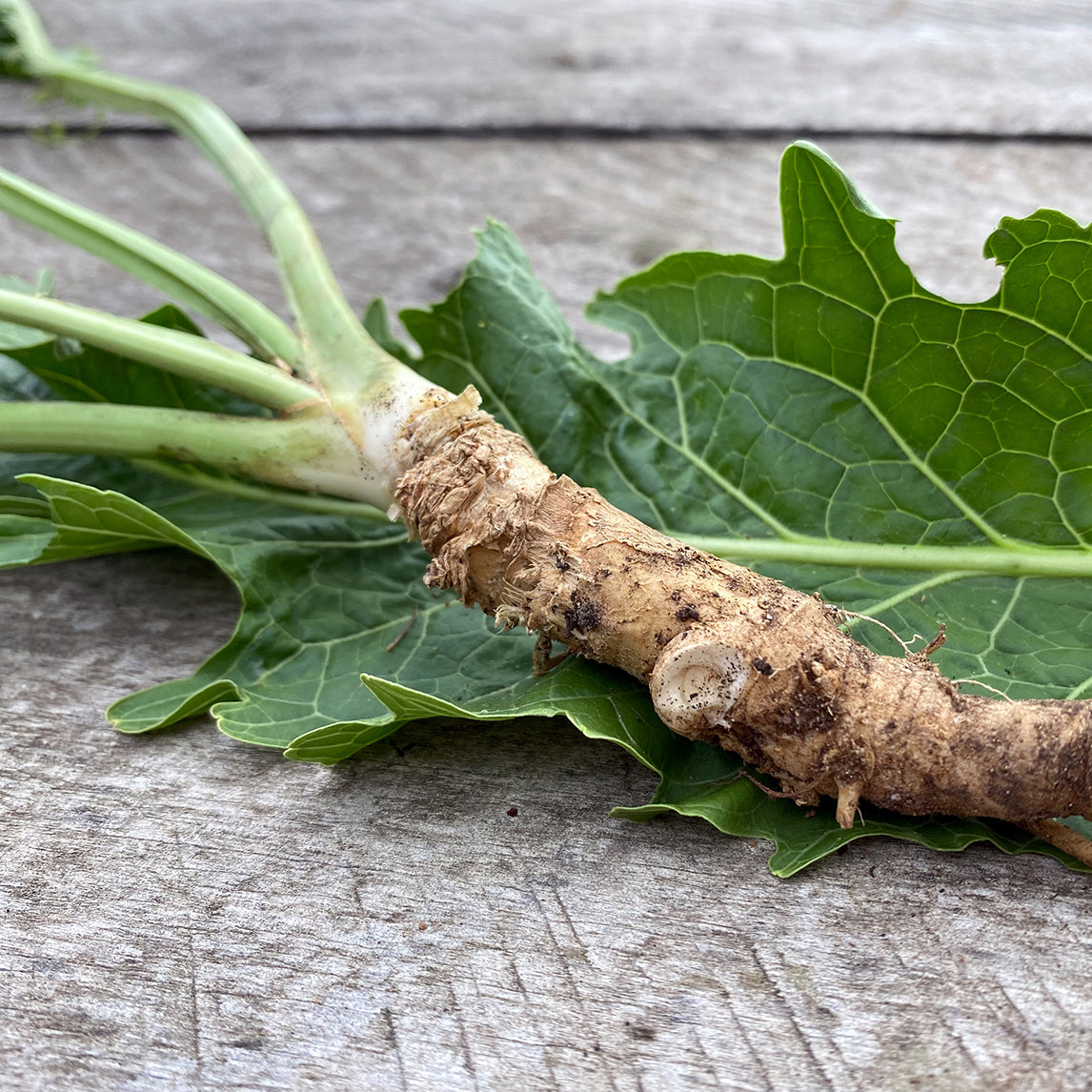 Horseradish