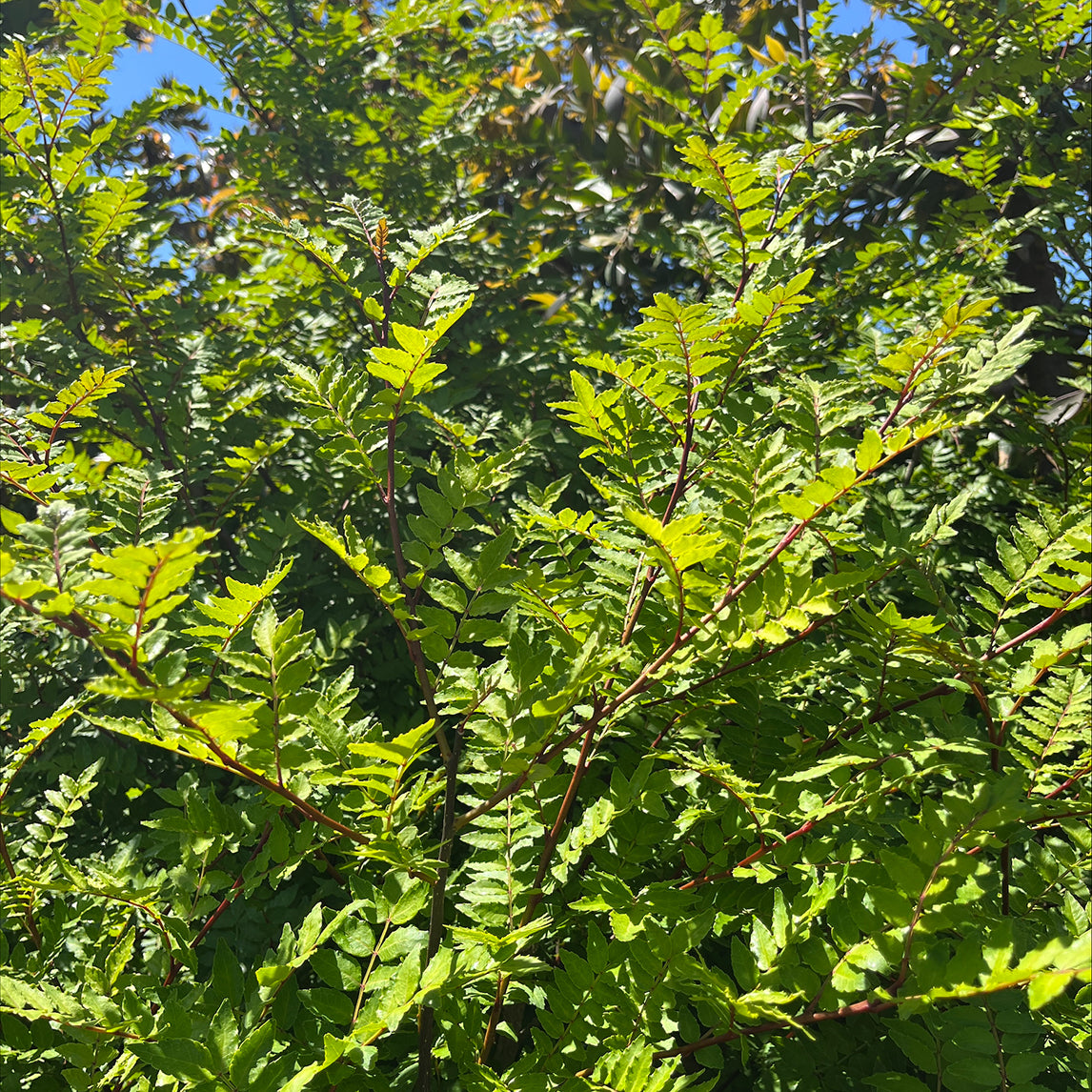 Japanese Pepper