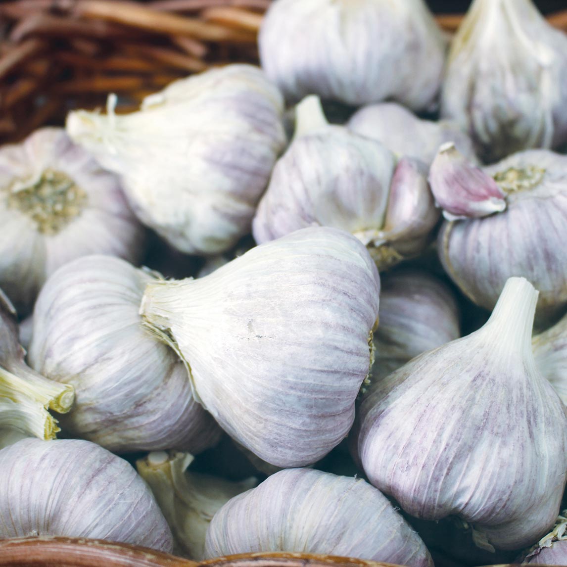 Garlic Late Harvest Collection (6 Heads)
