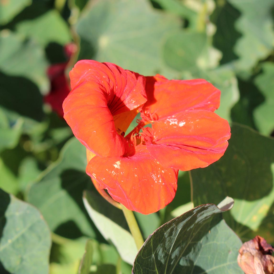 Nasturtium 'Alaska Scarlet'