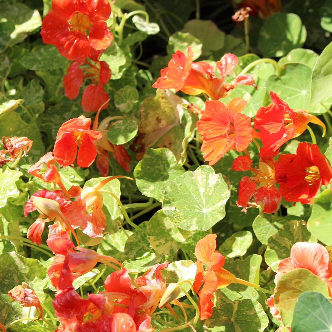 Nasturtium 'Alaska Scarlet'