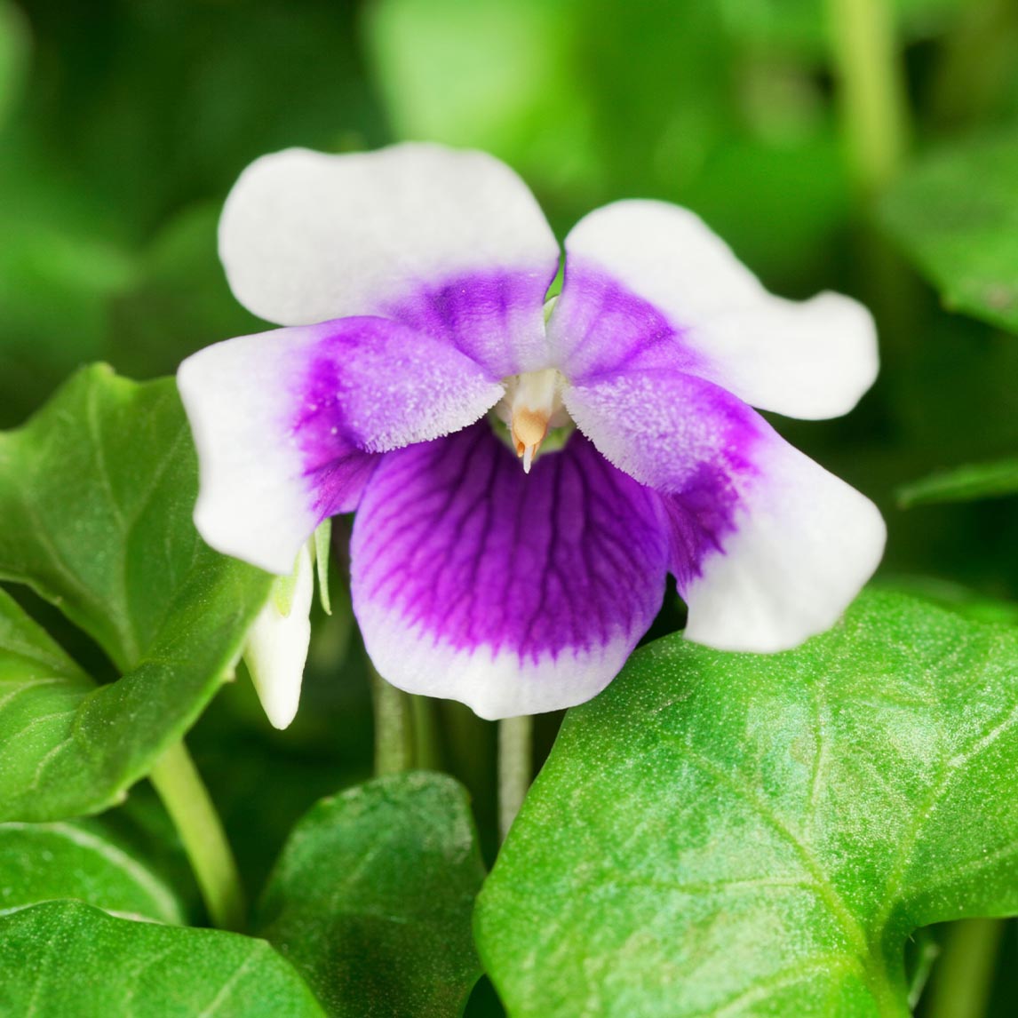 Native Violet