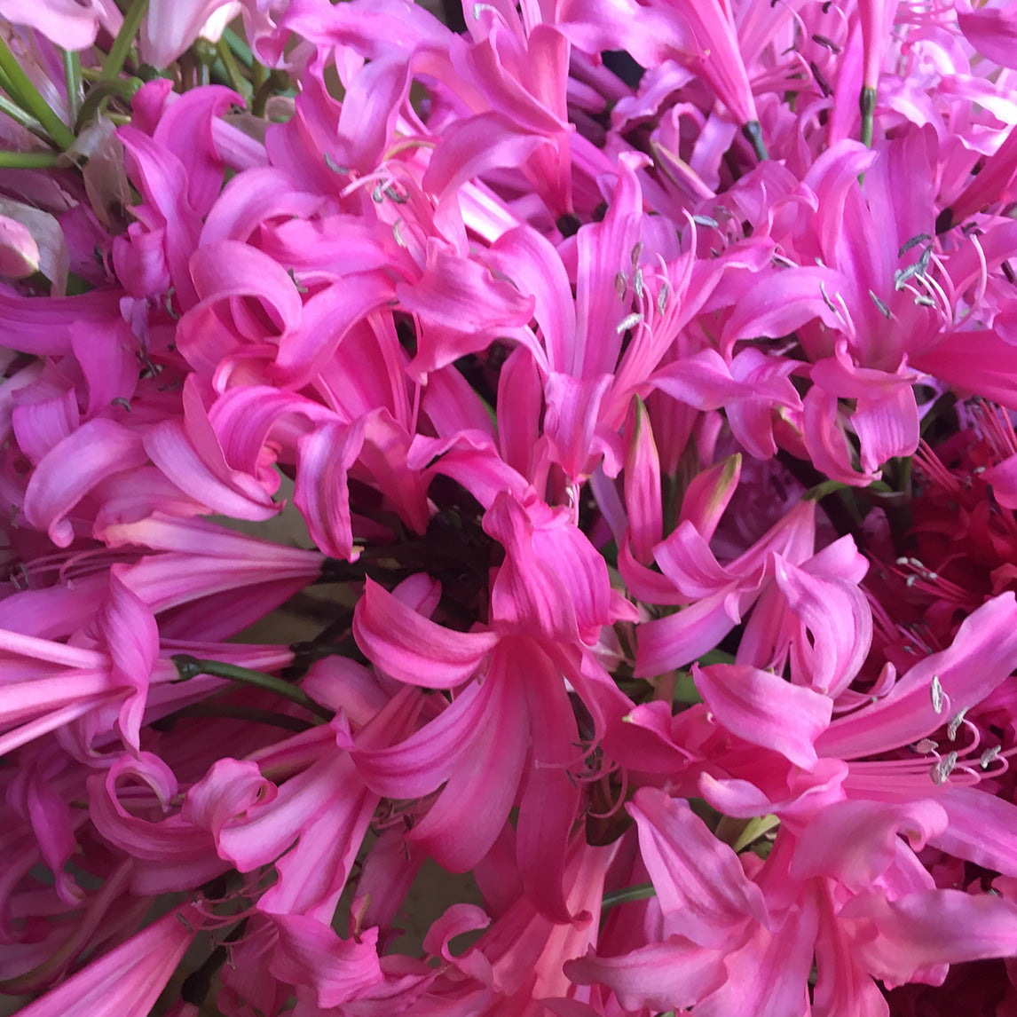 Nerine bowdenii