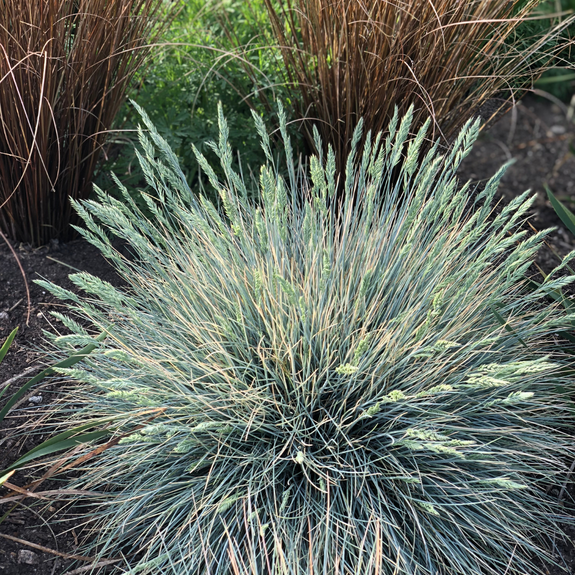Blue Grass 'Elijah Blue'