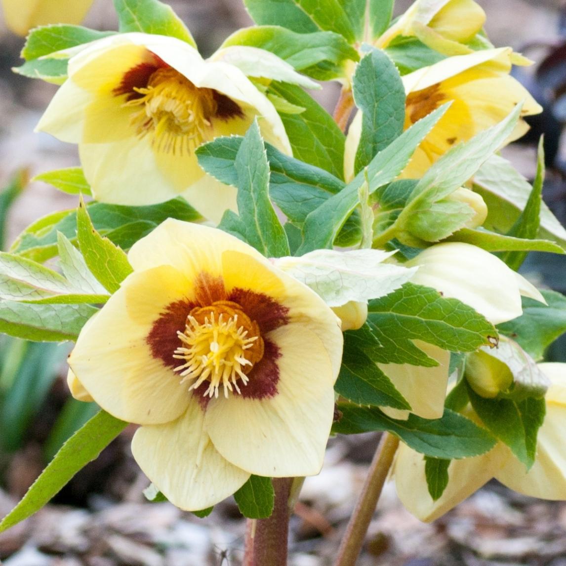 Hellebore ‘Primrose Sun’