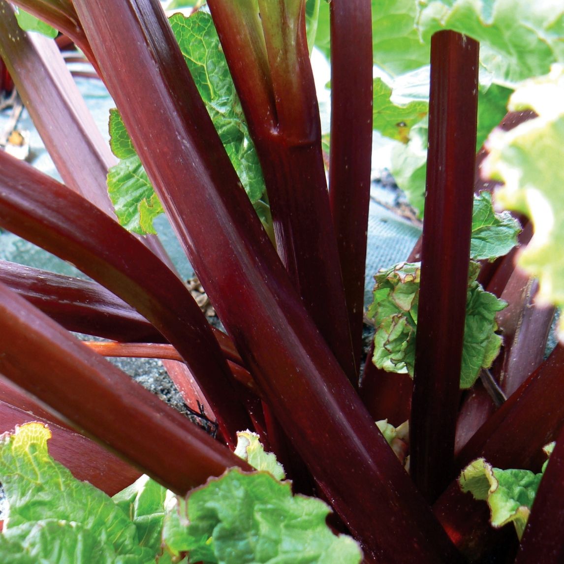Rhubarb 'Big Boy' - Potted plant