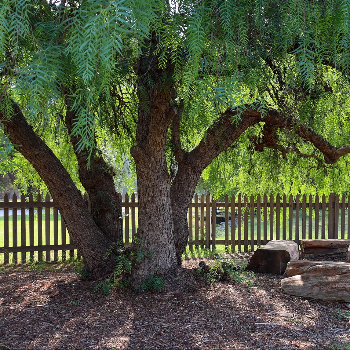 Peppercorn Tree