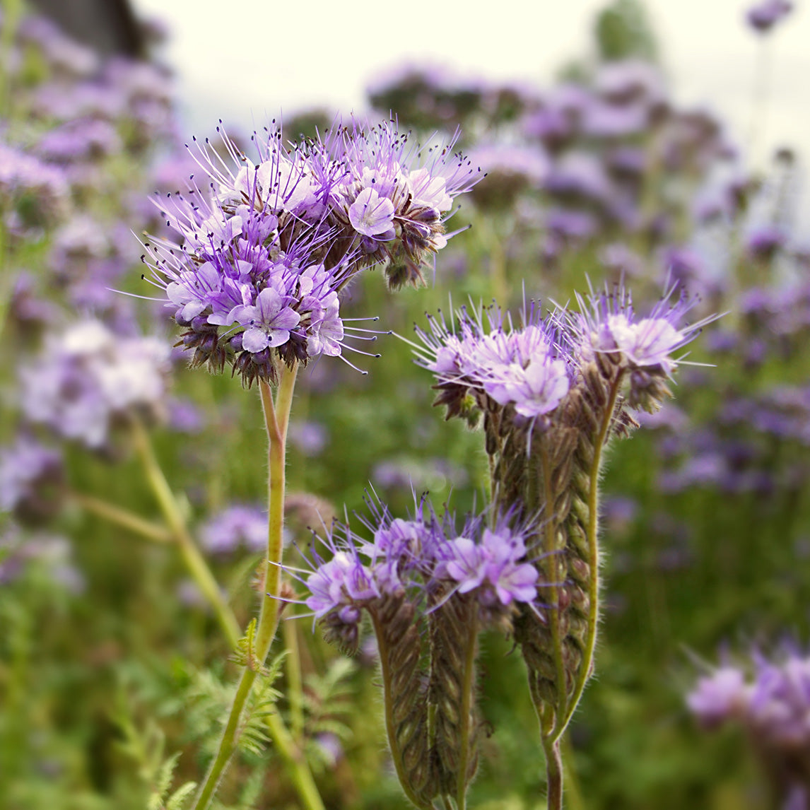 Phacelia tanacetifolia