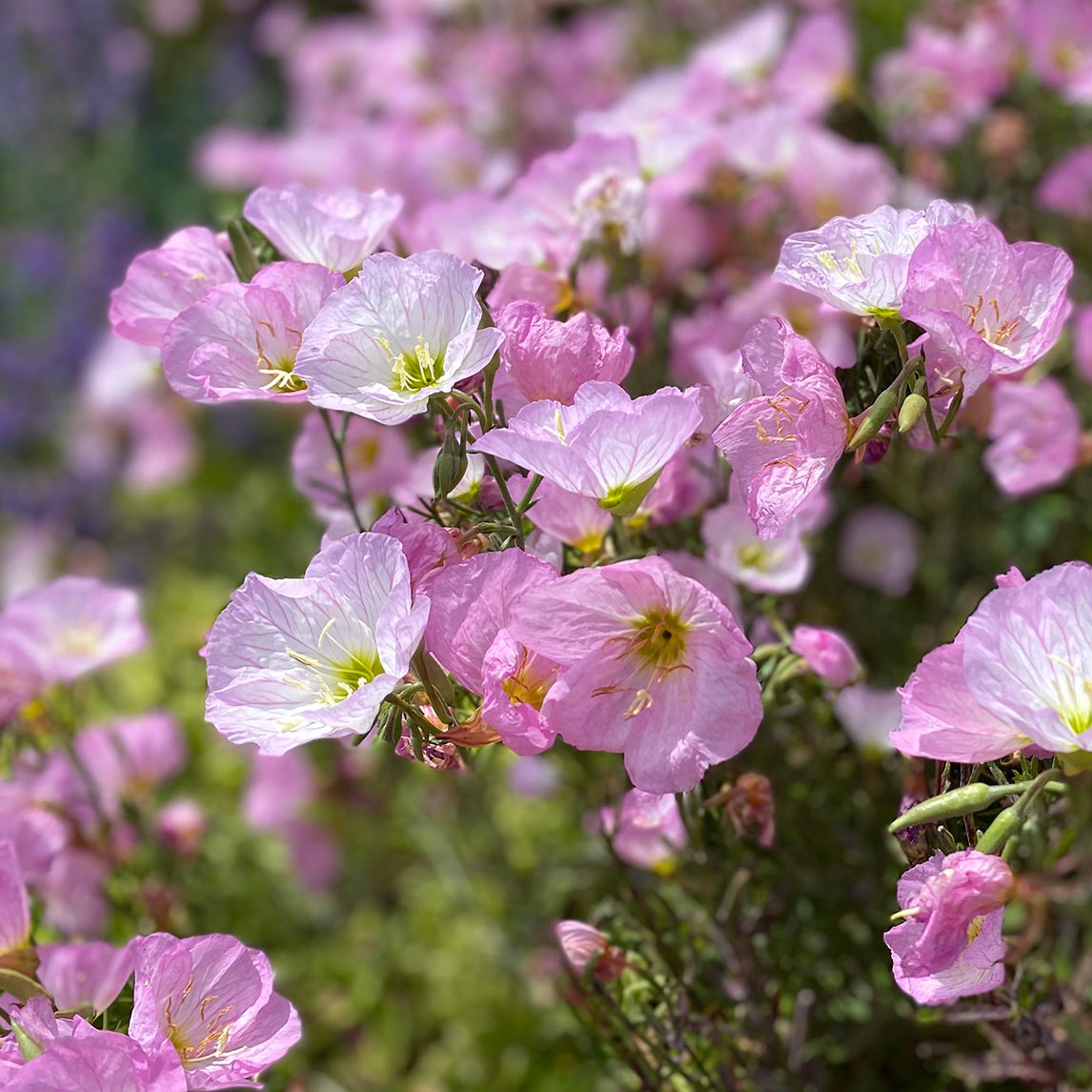 Pink Evening Primrose