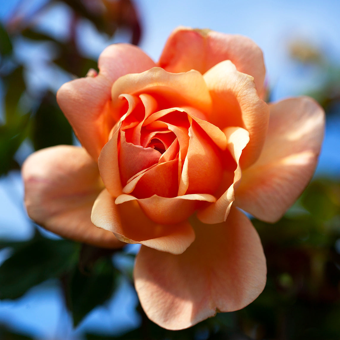 Rose 'Crepuscule'