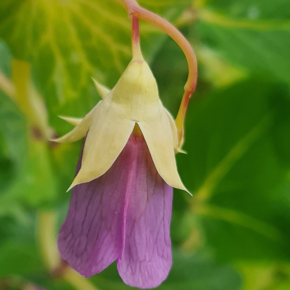 Pea 'Golden Podded' (Organic)